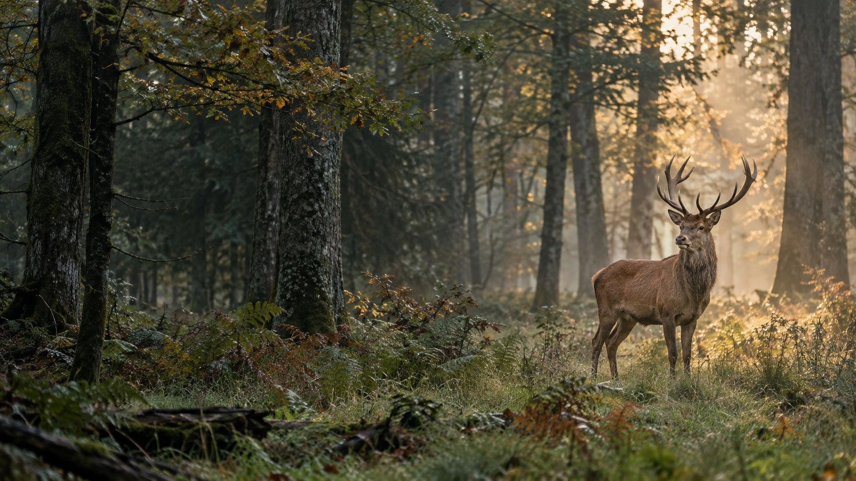 Saksanhirvi aamunvalossa metsässä